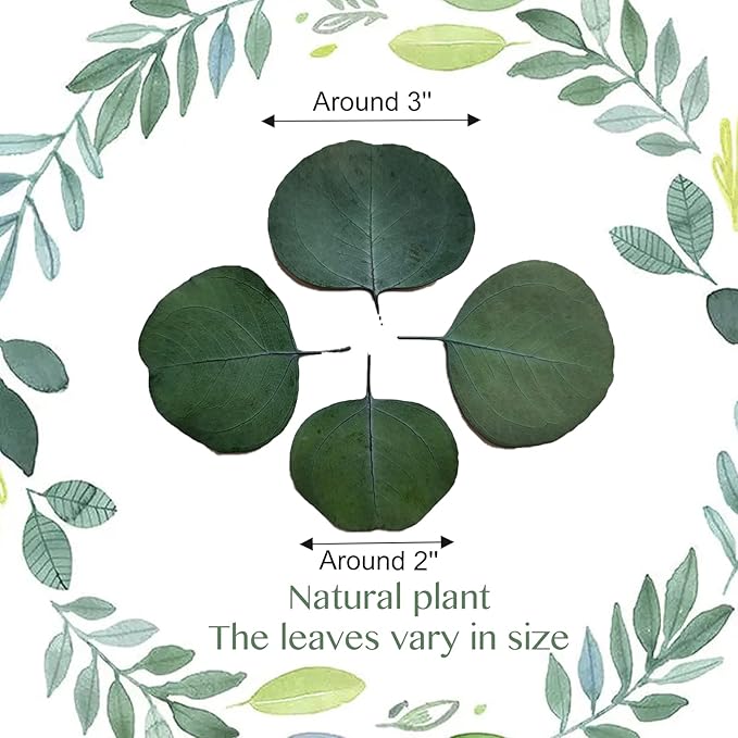 Eucalyptus Leaves, Rustic Boho Wedding Table Decor, 100% Natural Preserved Silver Dollar Eucalyptus Decor Green Leaves, Biodegradable Confetti for Weeding, DIY
