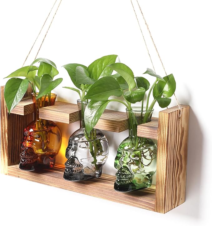 Terrarium Skull Propagation Vases, 3 Glass Bottles with Wood Stand