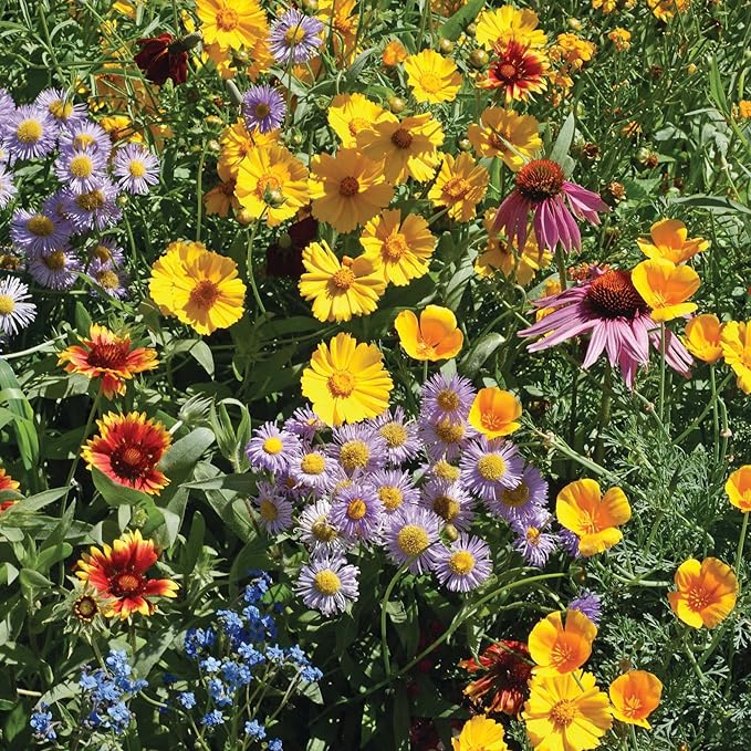 Make Your Heart Flutter 25 Bird and Butterfly Wildflower Seed Packets for Planting, A Beautiful Valentines Day Gift, Bentley Seed Co